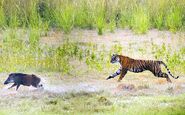 Bengal Tiger Chasing Wild Pig