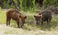 Wild Pig KSC02pd0873.jpg (273 KB)