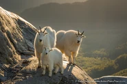 29754666666 ab084bb403 b.jpg (279 KB) Mountain Goat Family