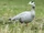Bar-Headed Goose