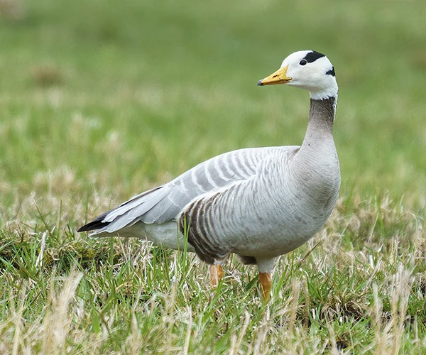 BarHeaded Goose Creatures of the World Wikia Fandom