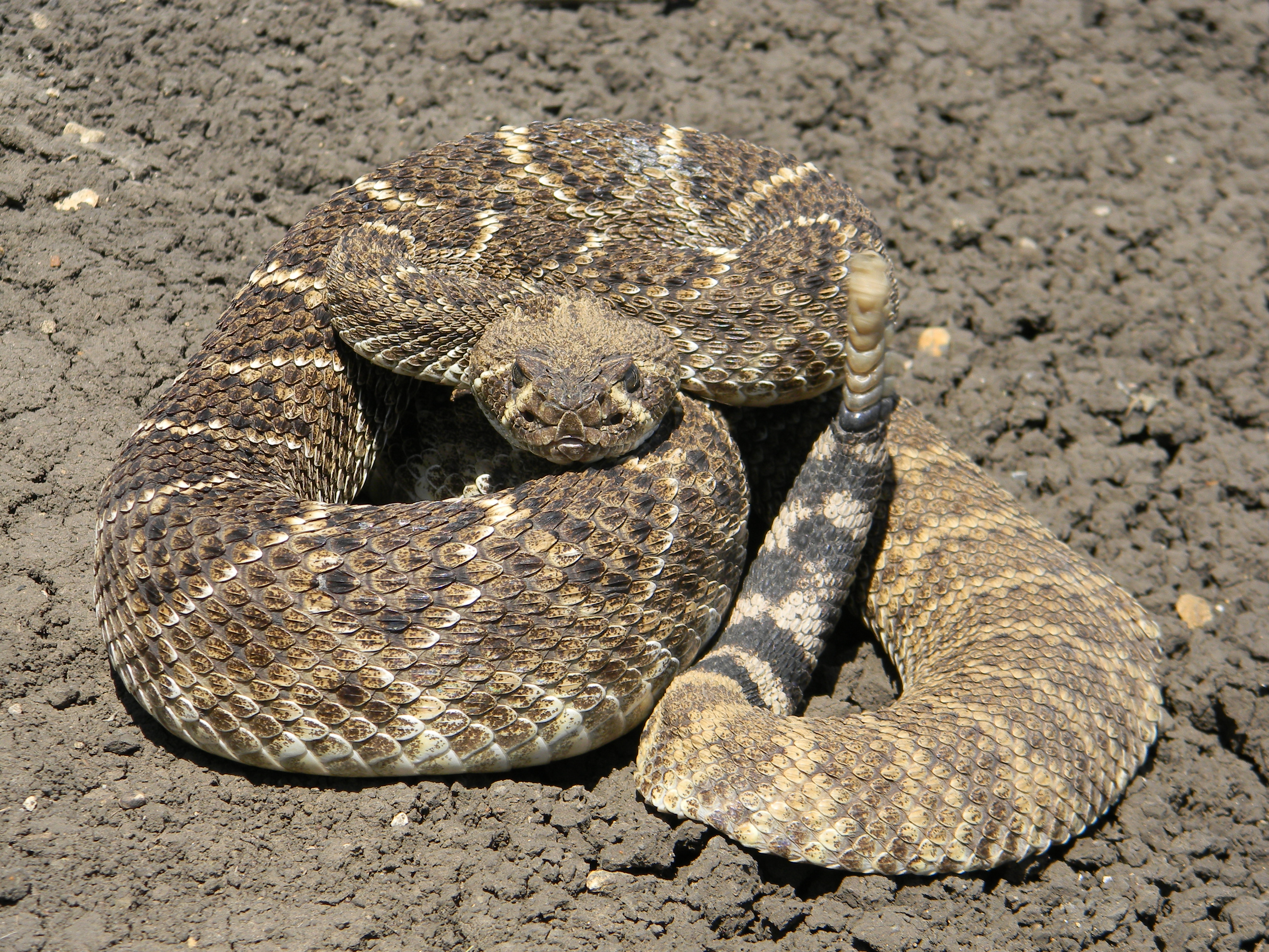 baby eastern diamondback rattlesnake