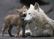 Mother Wolf with Pup