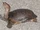 Florida Softshell Turtle
