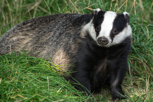 European Badger, Creatures of the World Wikia