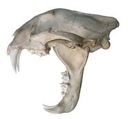 CLouded Leopard Skull