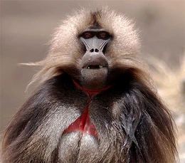 Gelada-baboon-ethiopia