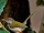 Tailorbird