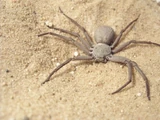 Six-Eyed Sand Spider
