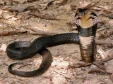 Chinese Cobra