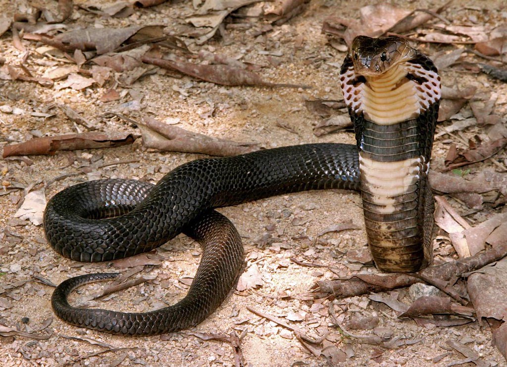 Chinese Cobra, Creatures of the World Wikia