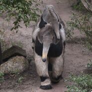 Anteater Piggy-Back Ride