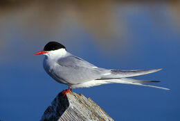 The Voyage of the Arctic Tern by Montgomery, Hugh: Near Fine
