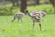 Understanding Emu Habitats