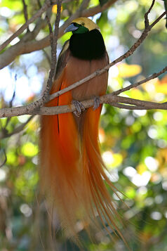 raggiana bird of paradise