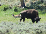 Pronghorn and Bison in Yellowstone