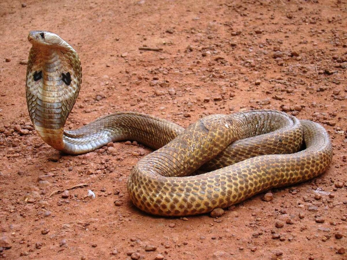 Indian cobra - Wikipedia