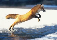 Red Fox Jumping