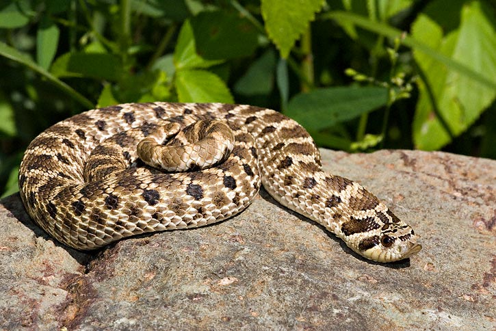 Western Hognose Snake (Heterodon nasicus) playing dead {!--서부