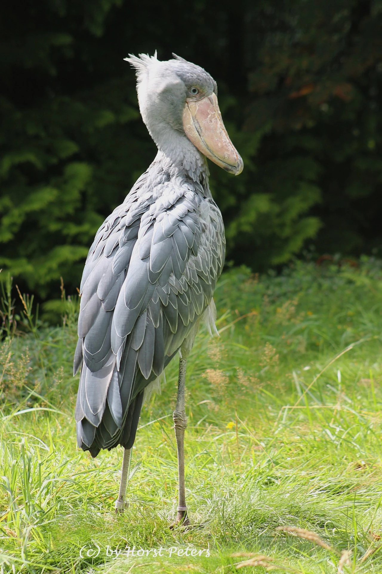 その他 shoebill Shoebill | Creatures of the World Wikia | Fandom