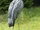 Shoebill