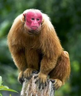 Bald-uakari-pedestal.jpg.653x0 q80 crop-smart