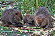 Beaver Family