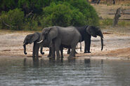 Three elephants at the Okavango River in the Mahango Game Reserve, Namibia