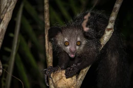 Wild Aye-aye