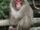 Japanese Macaque