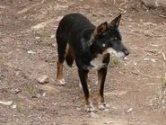Dingo-black-and-tan.jpg (194 KB) Black Dingo