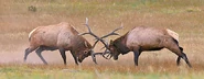 Elk Antler Fight