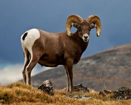 Male Bighorn Sheep (Ram)