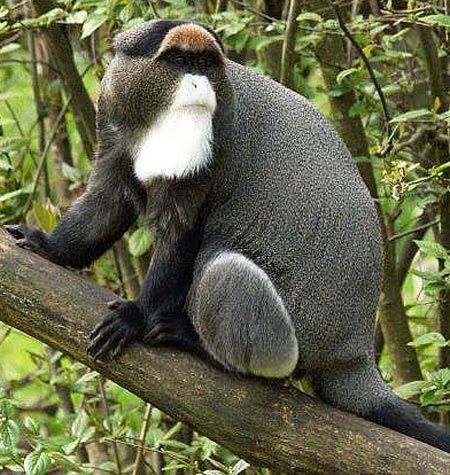 De Brazza's Monkey