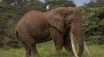 African elephant with large tusk and brown color