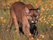 Cougar in Southern Minnesota