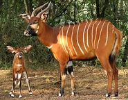 Mother Bongo and Calf
