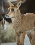 Sable Antelope Calf