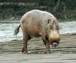 Bearded pig
