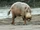 Bornean Bearded Pig