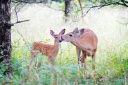 Mother Doe with Fawn