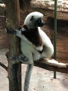 IMG 1421.jpg (642 KB) Coqurerel's Sifaka at St. Louis Zoo