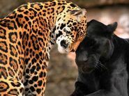 Jaguar Greeting