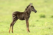 An Extremely rare Zebra Foal with Spots Instead of Stripes
