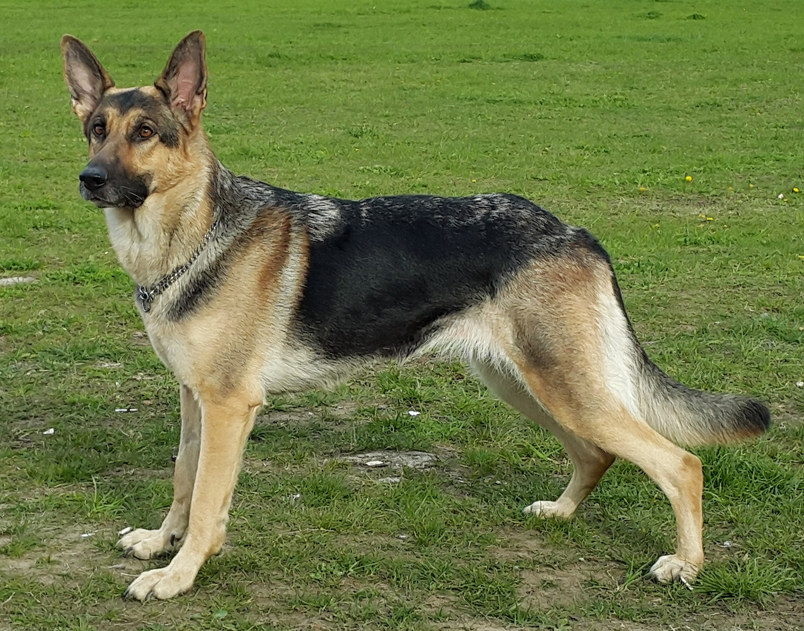 Short fur hot sale german shepherd