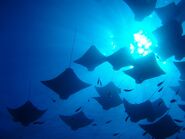 Manta Ray School