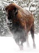 Bison running through the snow