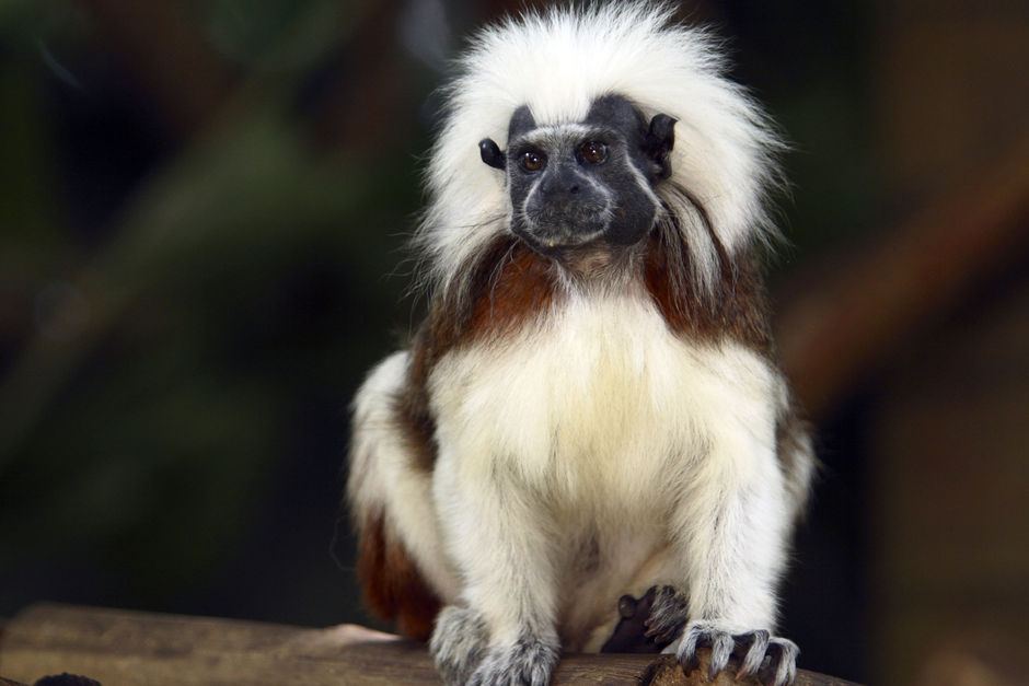 Cotton-top Tamarin