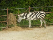 A Zebra at the Mesker Park Zoo in Evansville, Indiana
