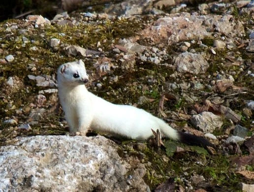 Stoat Diet: Ultimate Guide to What Stoats Really Eat